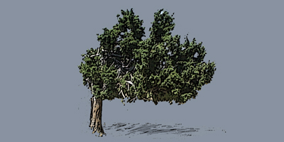leaning juniper tree
